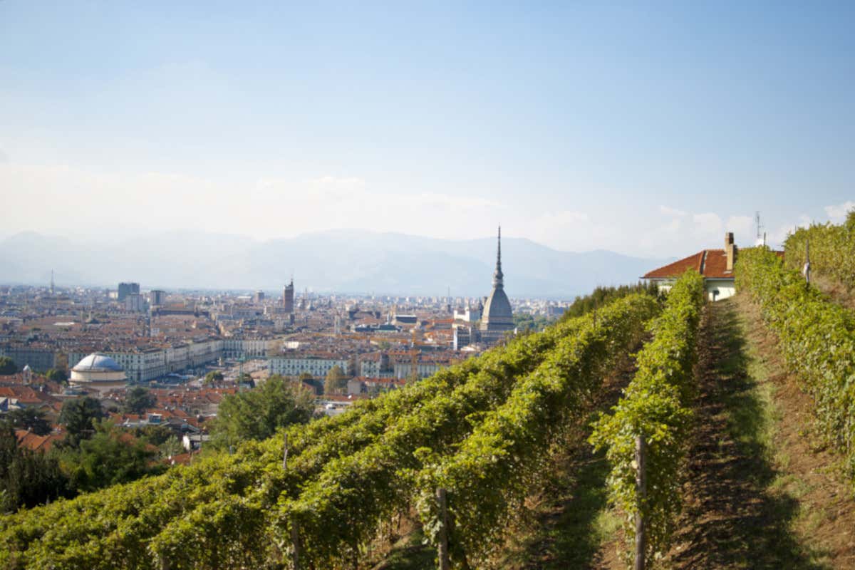 Il vigneto della Villa della Regina  Balbiano viaggia a tutta... Freisa