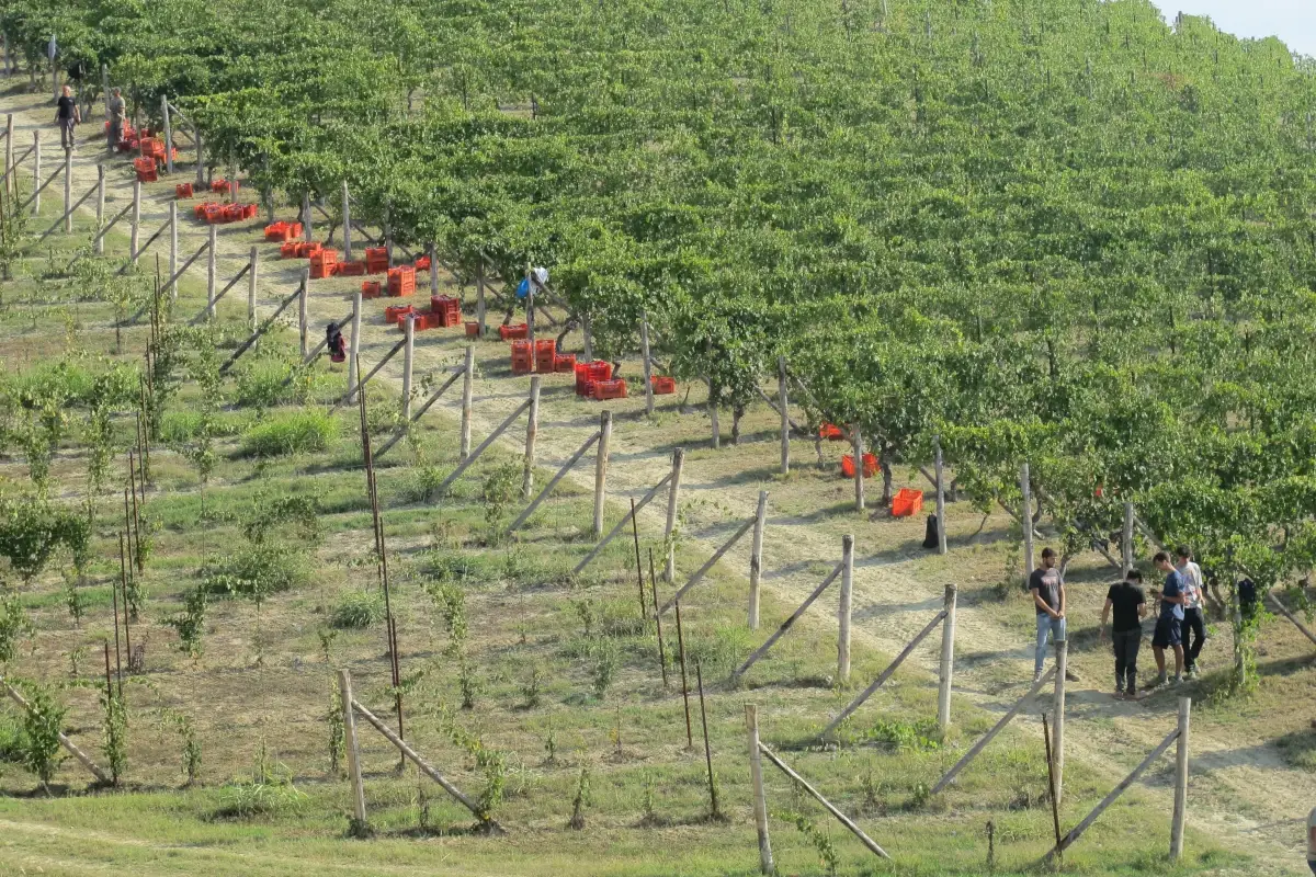 La Vigna Gustava&nbsp; Si alza il sipario su Barolo en primeur: quando il vino fa anche beneficenza