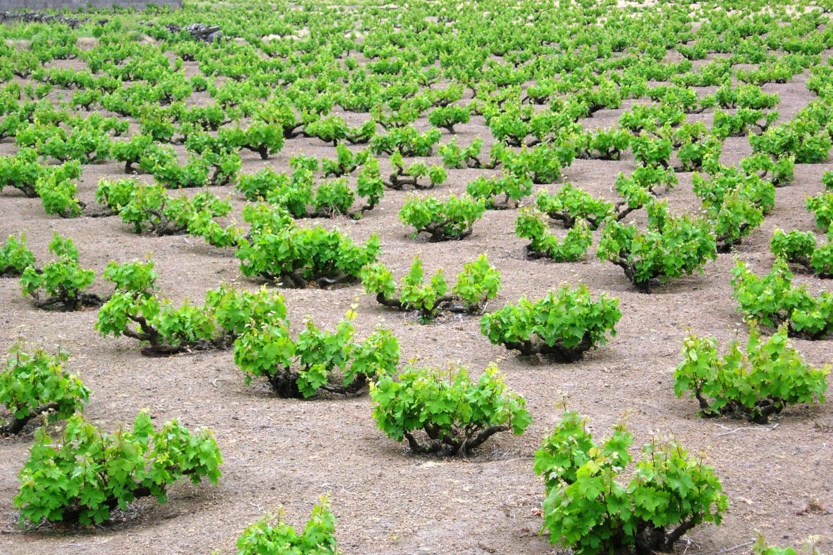Una vigna di Zibibbo  Non solo capperi e Zibibbo: il futuro dell'agroalimentare a Pantelleria