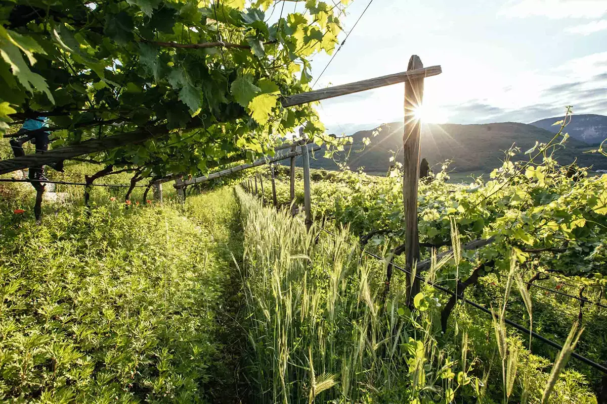Le altitudini dei vigneti in Alto Adige vanno dai 200 ai 100 metri - Foto Benjamin Pfitsher Viaggio nell&rsquo;Alto Adige vitivinicolo