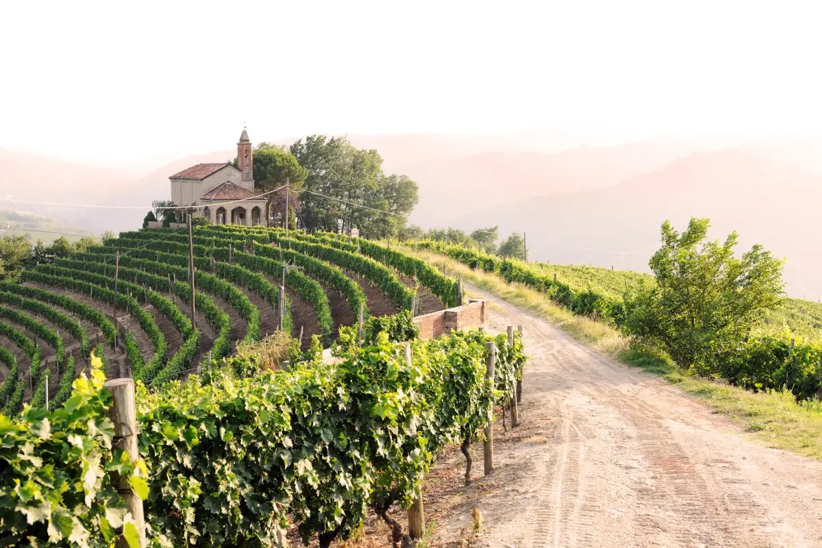 La siccit&agrave; fa paura al vino: rese ridotte, vendemmie anticipate e futuro incerto