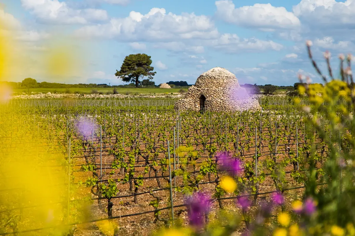 Si apre una stagione nuova per l&rsquo;enoturismo in Puglia&nbsp; Enoturismo in Puglia: nuovi emendamenti per incentivare il mercato dei viaggi