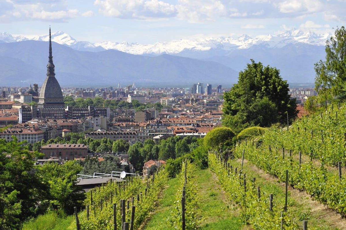 La Vigna della Regina a Torino Enoturisti in erba? Perché non cominciare dalle vigne urbane!
