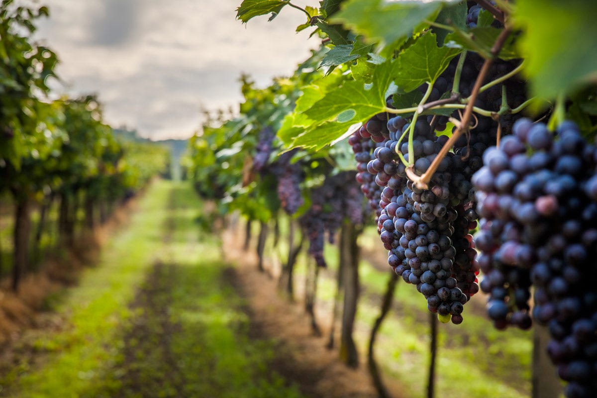 Anche i consorzi di tutela urgono oggi una revisione Vino: cantine ed enoteche sono al passo con le nuove esigenze del consumatore?