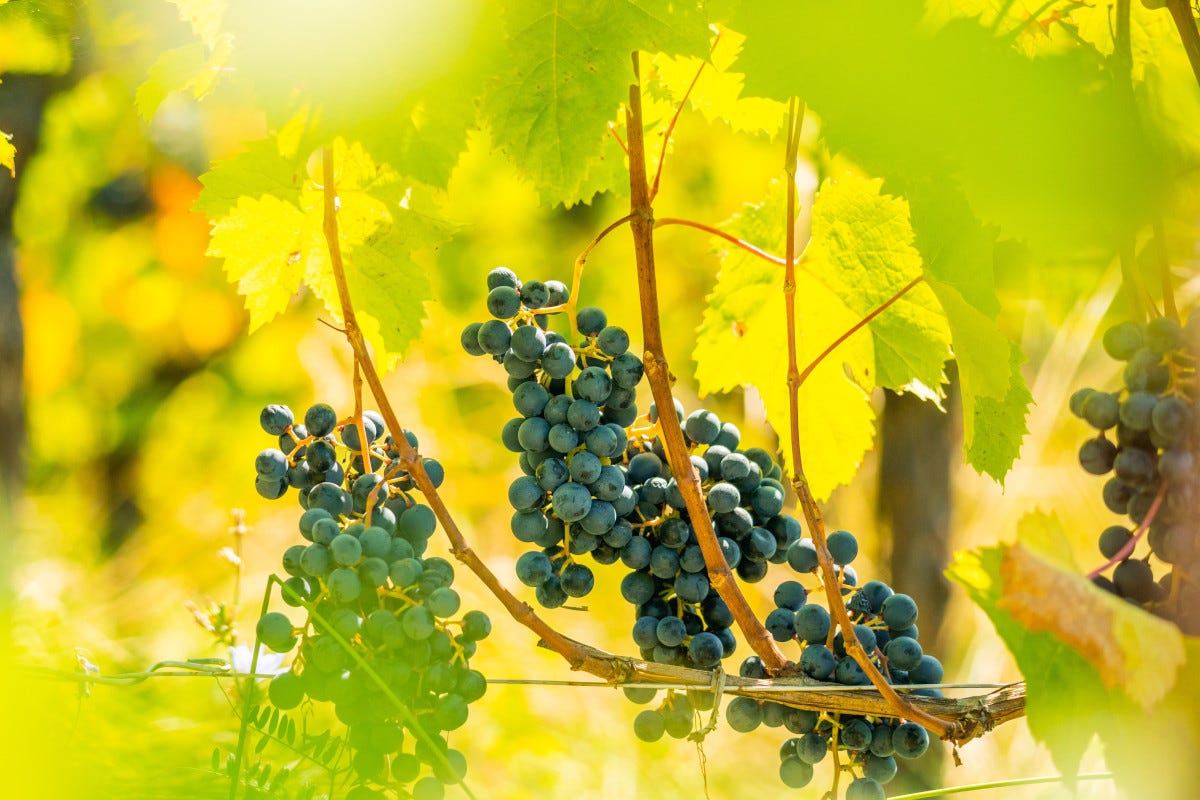 Friuli-Venezia Giulia un territorio dove è il vino è d'eccellenza