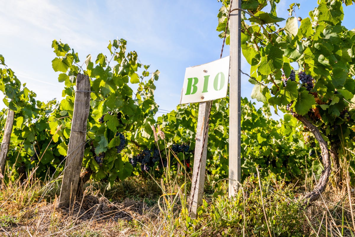 Il 23% delle vigne italiane è bio vigna bio