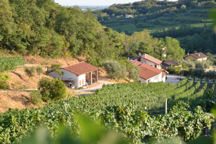 Il Vignale di Cecilia e le sue vigne (Vignale di Cecilia Una cantina scavata nella roccia)