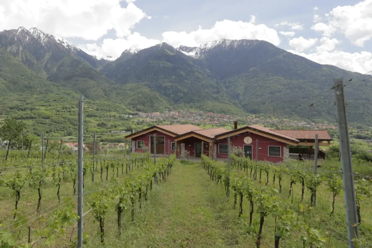 La cantina e i vigneti di Rocche dei Vignali&nbsp; Rocche dei Vignali, viticoltura di montagna in Val Camonica