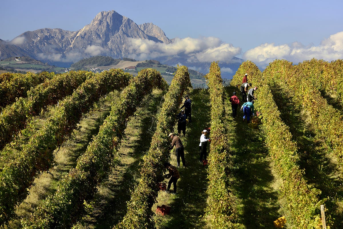 Ottimo l'andamento dei vini d'Abruzzo anche sul mercato interno Vini d’Abruzzo, l’export vola
