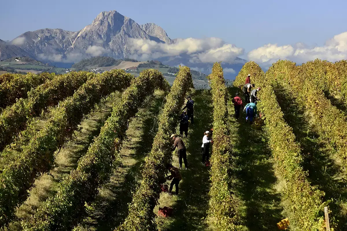 Ottimo l'andamento dei vini d'Abruzzo anche sul mercato interno Vini d&rsquo;Abruzzo, l&rsquo;export vola