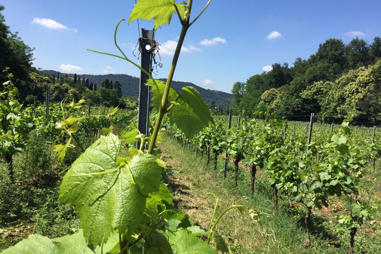 Passeggiata nelle vigne Bellavista Qui inizia la storia di Meraviglioso