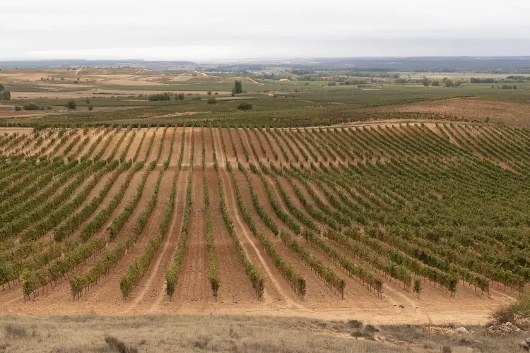 Vigne del Tempranillo nella valle del Duero vicino a Burgos La Spagna brinda al Tempranillo del Duero e ai suoi&hellip; fratelli