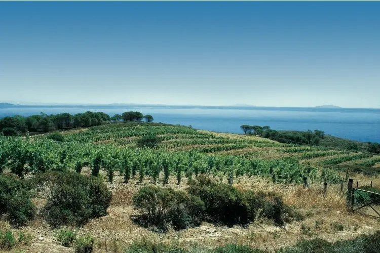Ad agosto in Toscana c&rsquo;&egrave; una&hellip; StraFesta