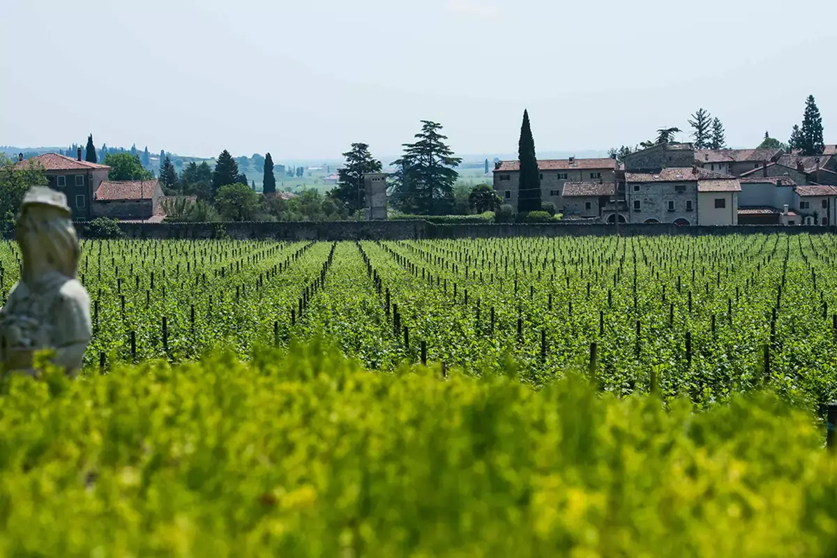 Vigneti della Tenuta in Valpolicella Serego Alighieri