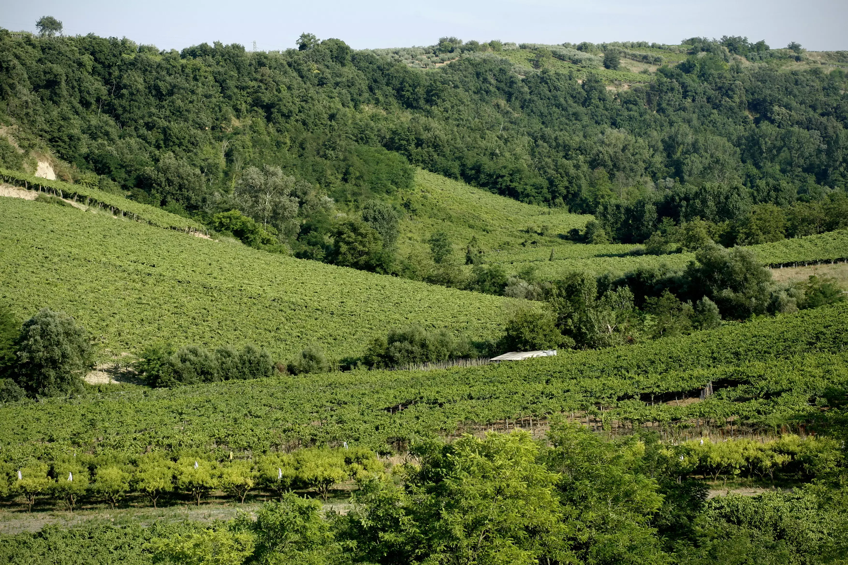 I vigneti di Cantina Tollo si estendono per 2.700 ettari Cantina Tollo festeggia i 30 anni di Cagi&ograve;lo