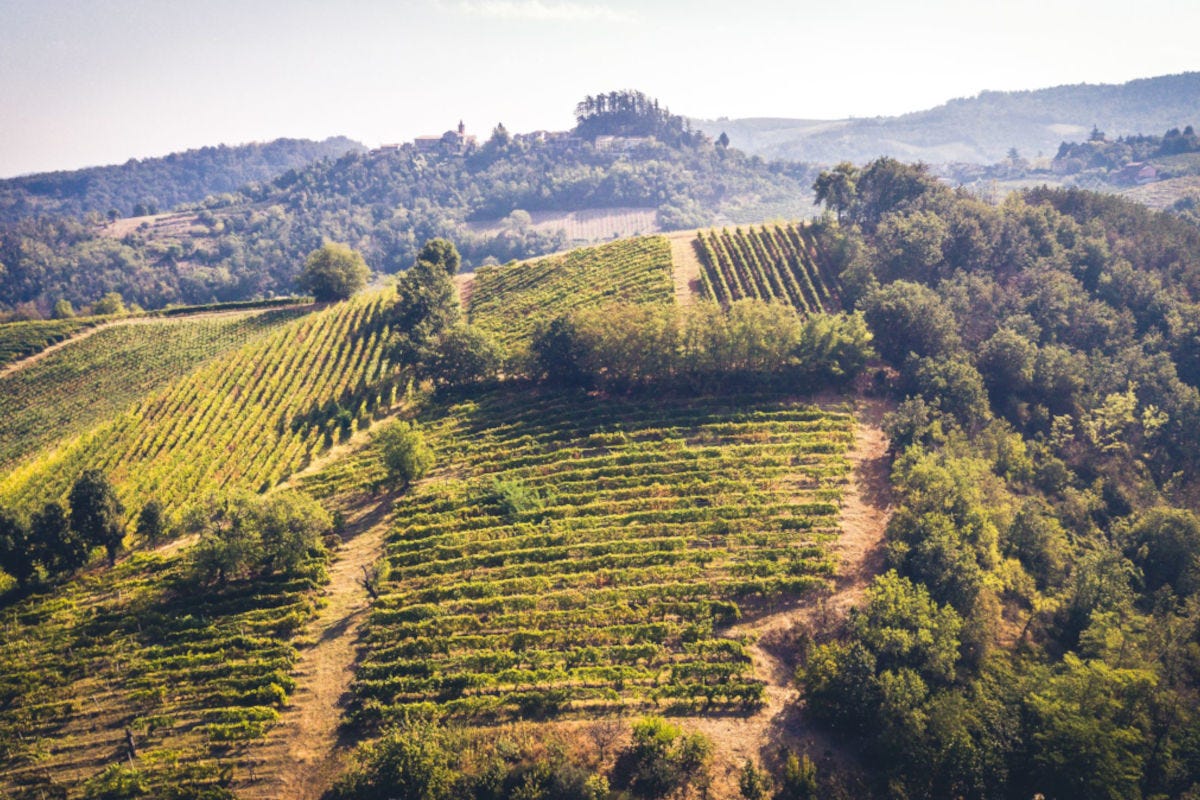Le vigne della cantina Torrevilla con sede in Oltrepò Pavese Caro bollette e materie prime, a dura prova la cantina Torrevilla dell'Oltrepò Pavese