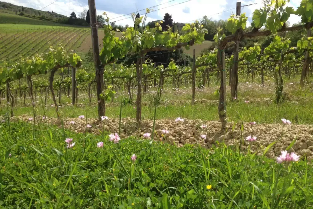 Vigneti di Vernaccia a San Gimignano C'&egrave; l'orgoglio contadino nella Vernaccia bio de Il Colombaio di Santa Chiara