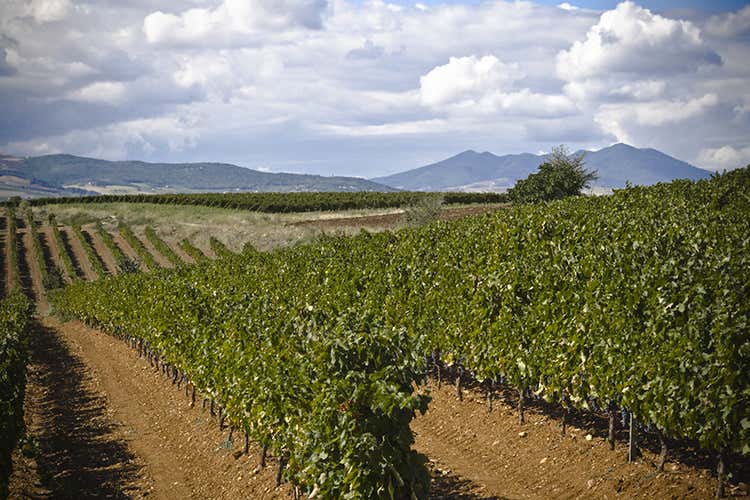 Cantina di Venosa, balzo in avanti Decolla l'e-commerce:  263%