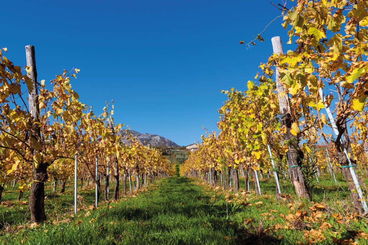 Cantine Tora, grandi vini bianchi da invecchiamento espressione del Sannio Cantine Tora, grandi vini bianchi da invecchiamento espressione del Sannio