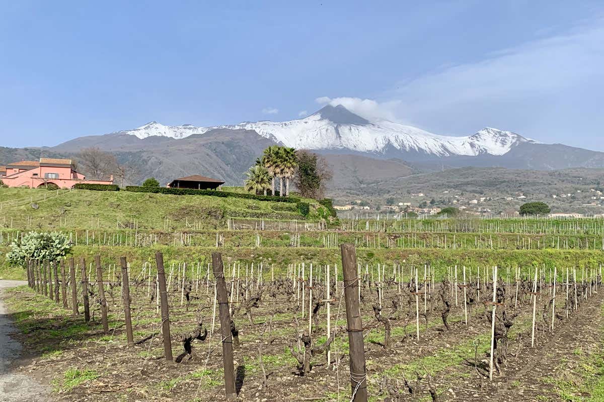 Murgo amplia la cantina sull’Etna e presenta nuove etichette 