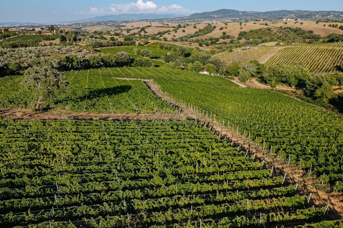 Le vigne del Morellino Enoturismo, sostenibilit&agrave; e consolidamento: il futuro del Morellino di Scansano