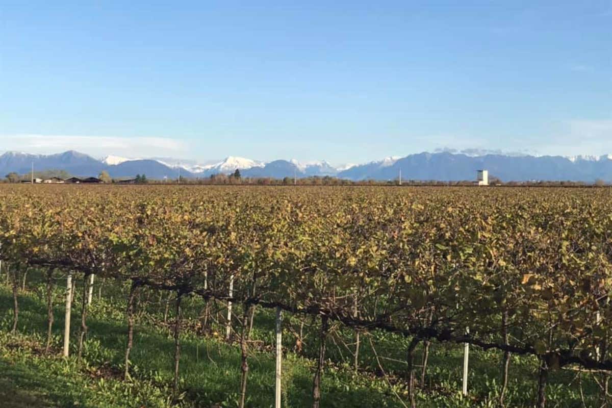 Vigneti Pittaro, il fondatore lascia in eredità ai dipendenti l'azienda vinicola Vigneti Pittaro, il fondatore lascia in eredità ai dipendenti l'azienda vinicola