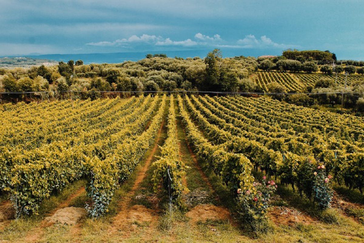 Alla scoperta di una terra di antica tradizione enologica “Alle origini del vino