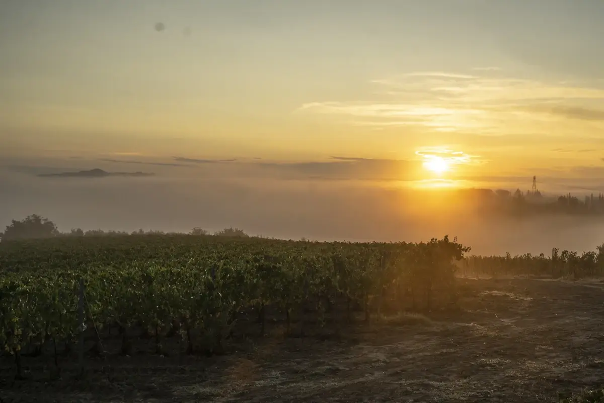 I 50 ettari di Tamburini&nbsp; comprendono scenografici vigneti nel Chianti e nell&rsquo;area di Montalcino I vini di Tamburini, un tradizione toscana che continua