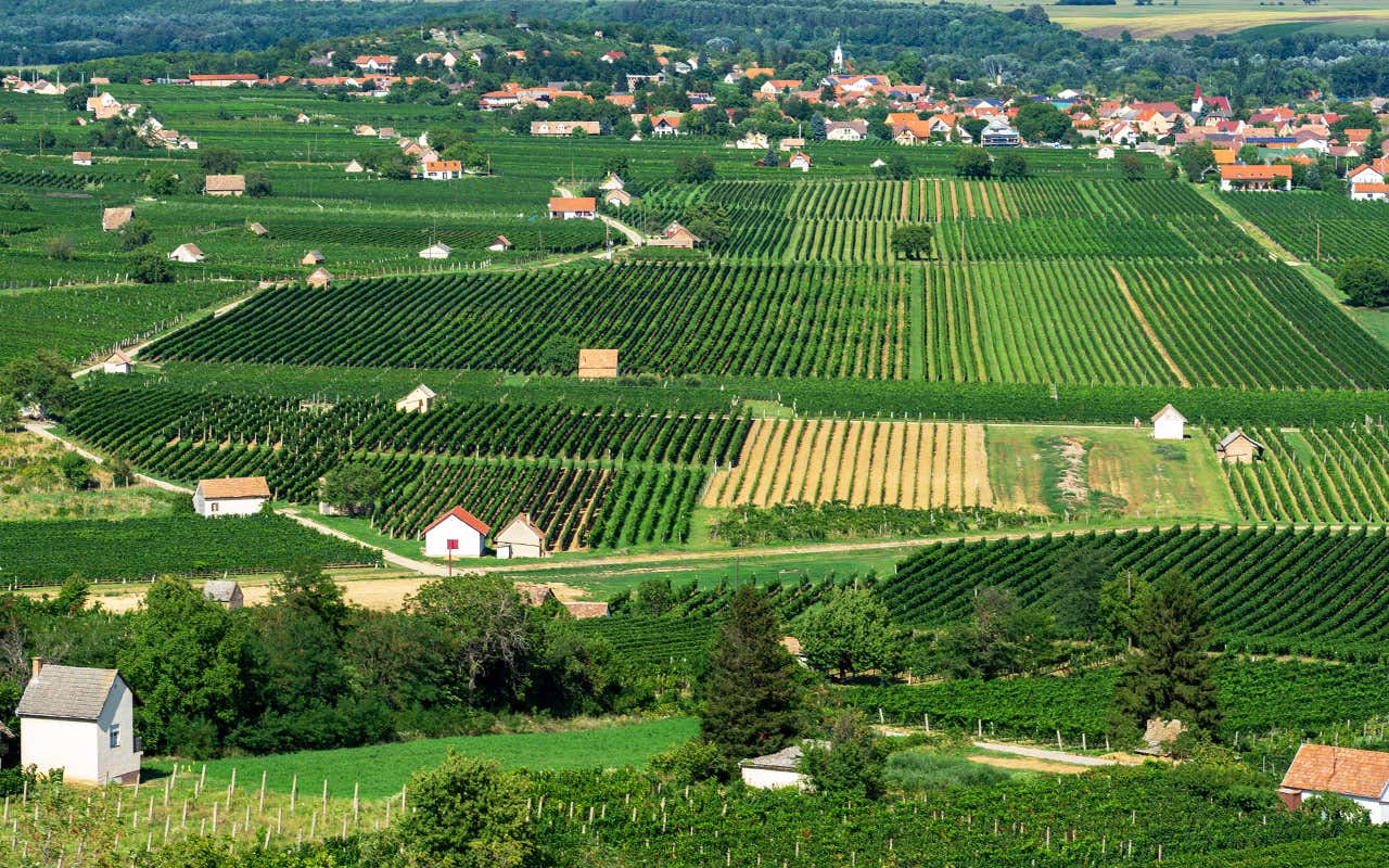 Vigneti a Villány, la regione vinicola più meridionale dell’Ungheria Cabernet Franc, l'Ungheria si impone nel suo concorso mondiale