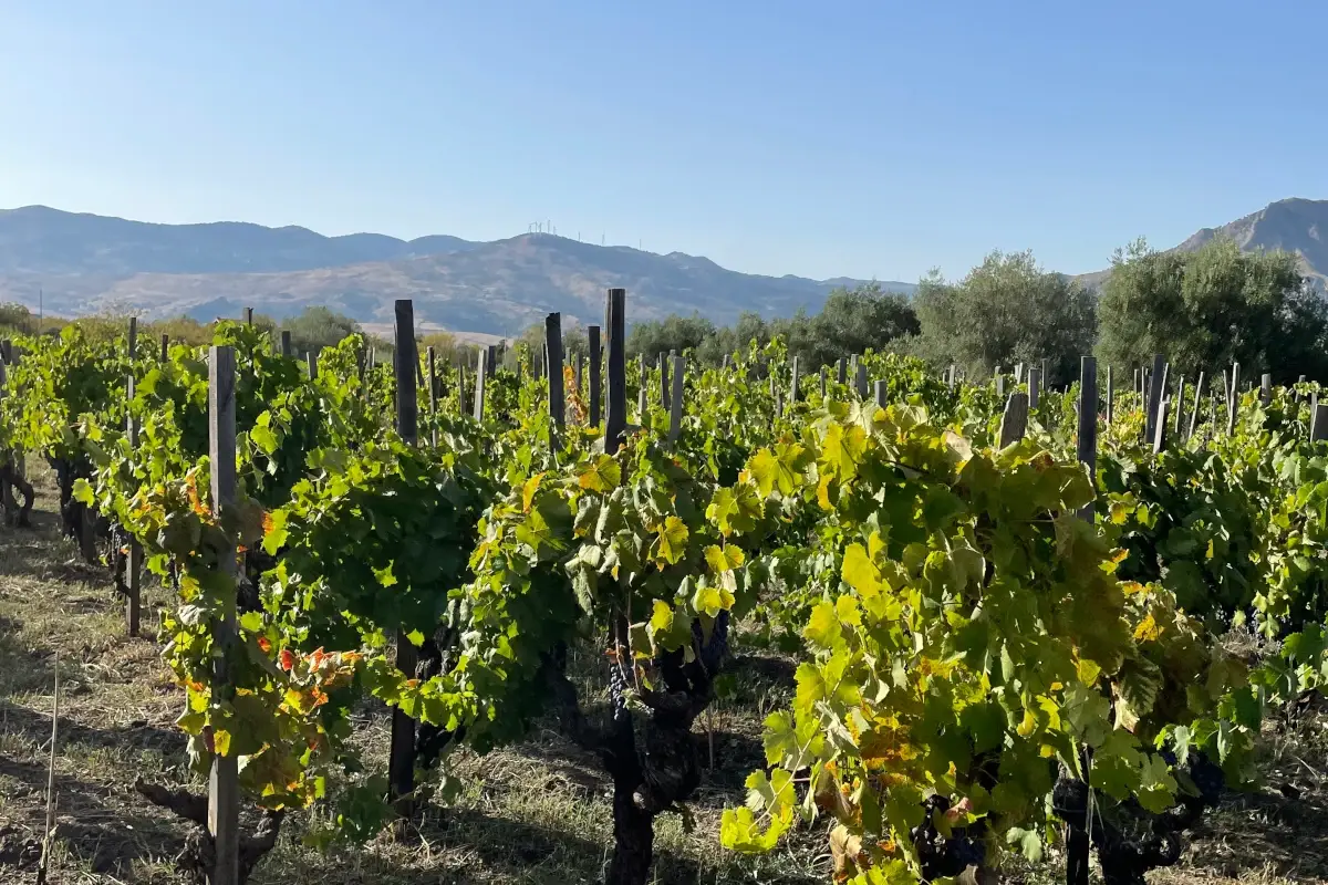 Vendemmia 2022 in Sicilia, un&rsquo;ottima annata con vini eccellenti e di grande qualit&agrave;
