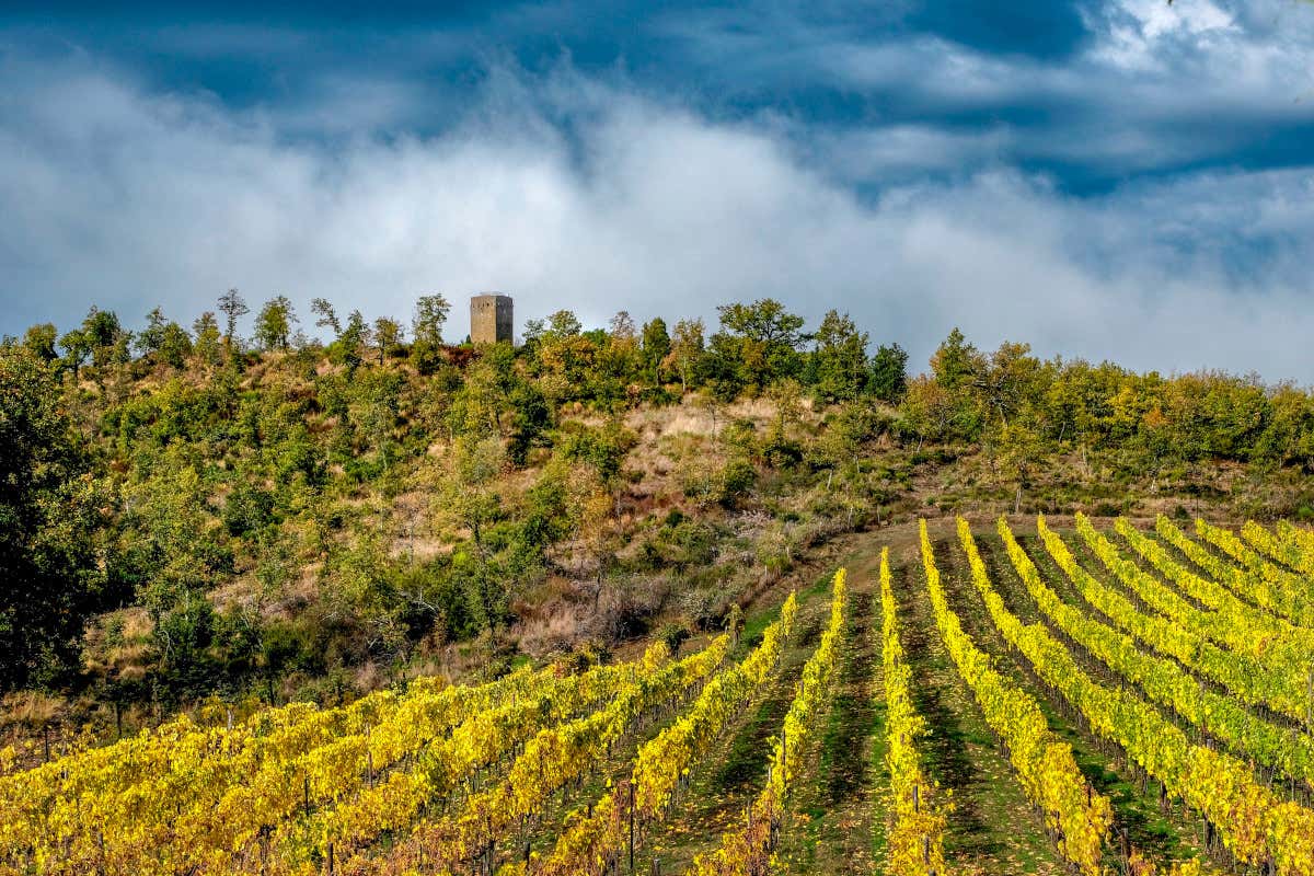 Vigneti a Galatrona  Valdarno e Valtiberina: alla scoperta di una Toscana insolita