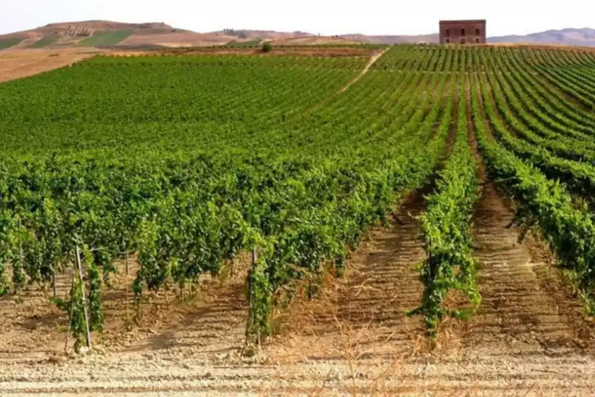 Vigne di Mandarossa Biodiversit&agrave; e alto profilo, le parole d&rsquo;ordine dei vini Mandrarossa