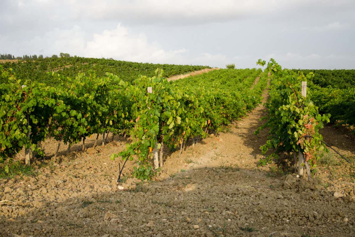 Menfi nominata Città Italiana del Vino 2023