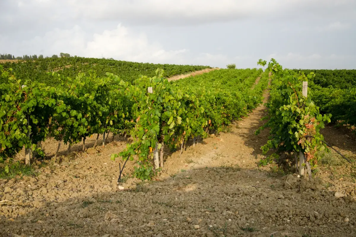 Menfi nominata Citt&agrave; Italiana del Vino 2023