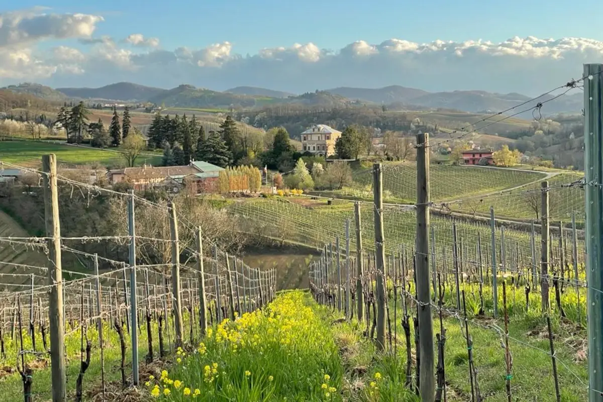 Alcuni vigneti dell'Oltrep&ograve; Pavese