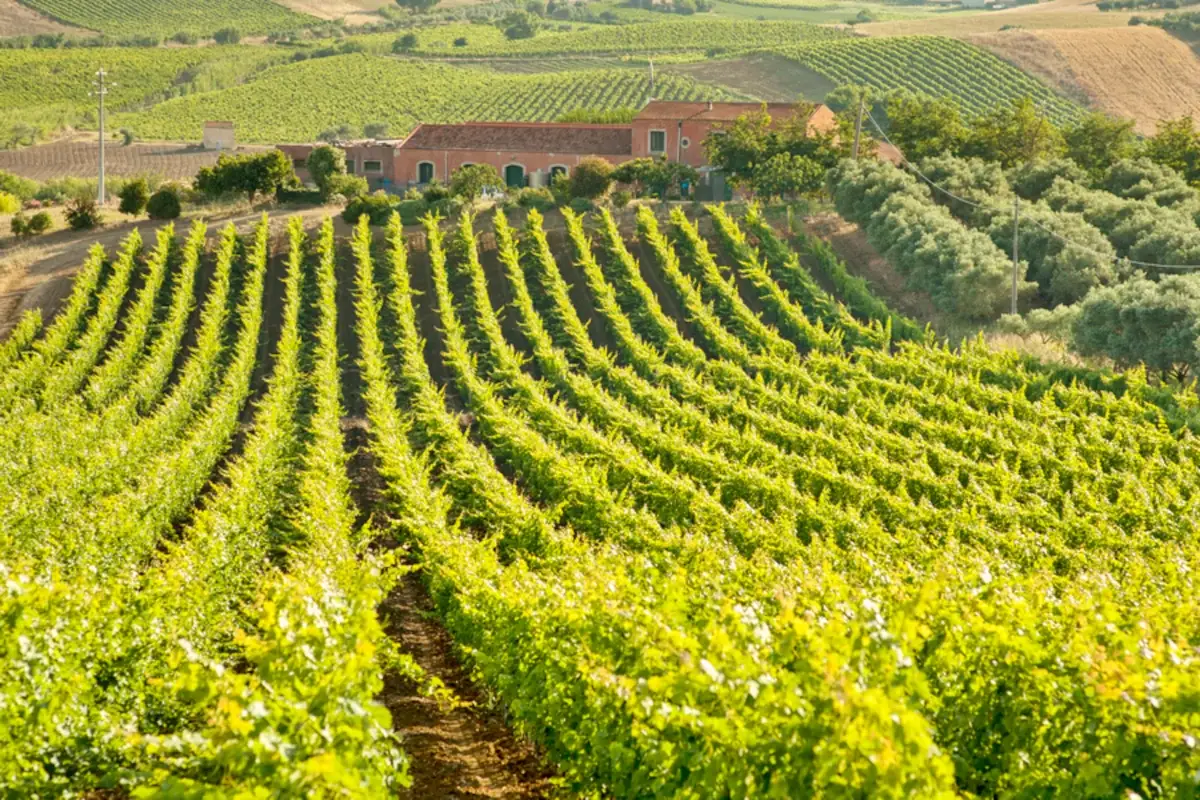 Ottima la vendemmia 2022 in Sicilia Vendemmia 2022 in Sicilia, un&rsquo;ottima annata con vini eccellenti e di grande qualit&agrave;