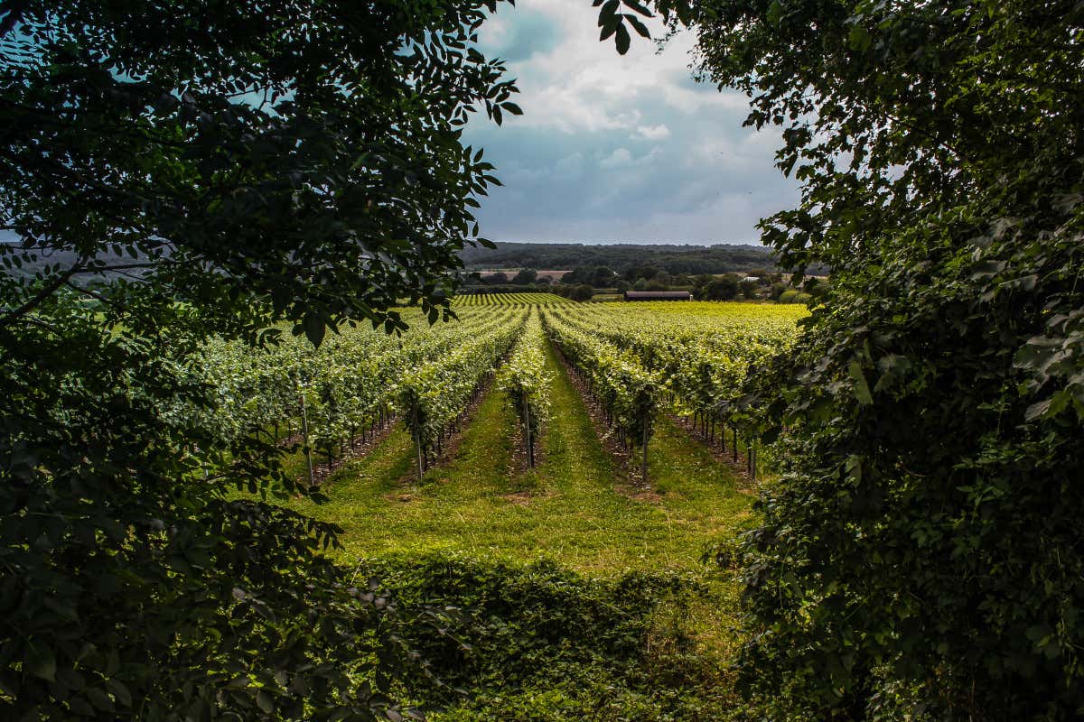 Vigneti nel Surrey, in Inghilterra Caldo e siccità in Europa: ora la Gran Bretagna vuole diventare la regina del vino