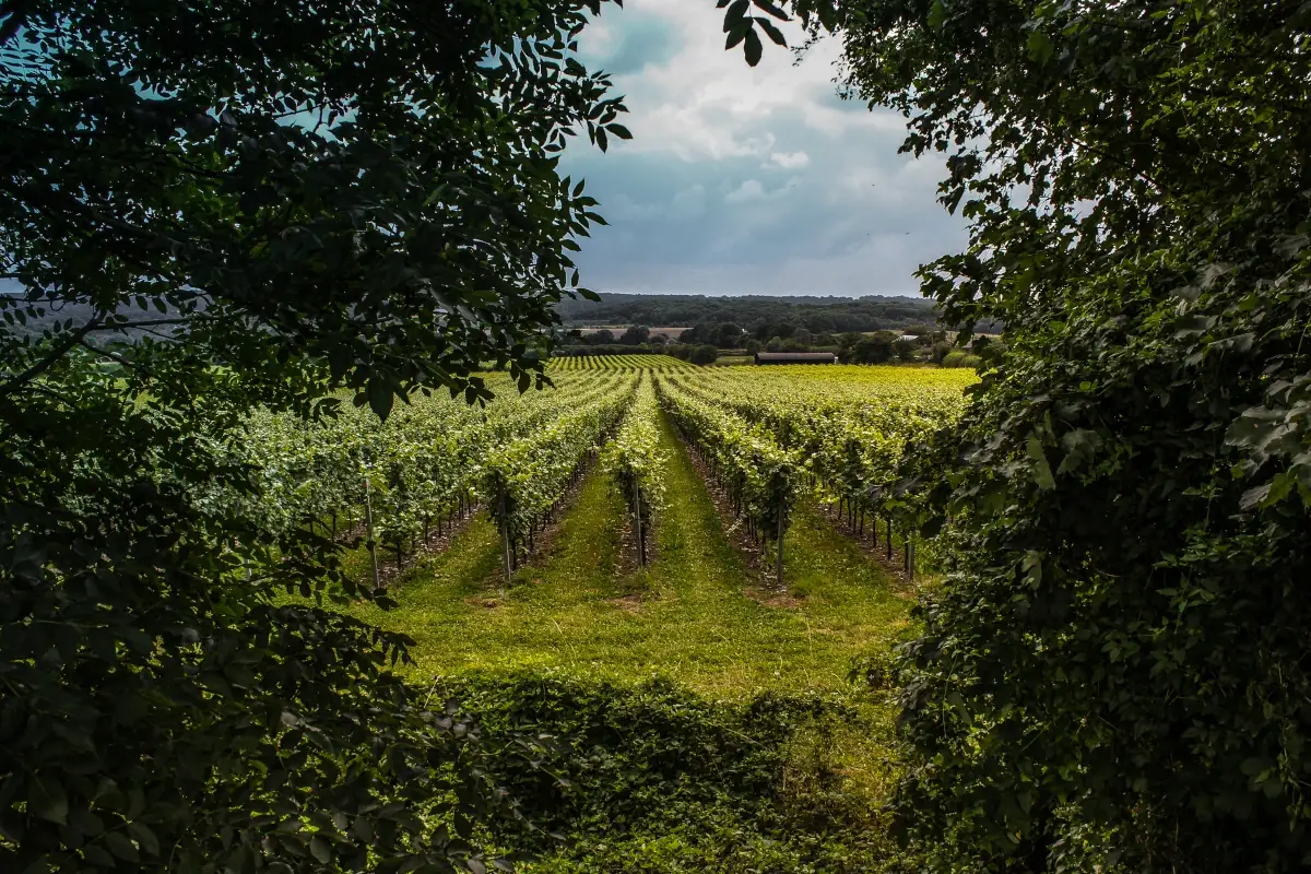 Vigneti nel Surrey, in Inghilterra Caldo e siccit&agrave; in Europa: ora la Gran Bretagna vuole diventare la regina del vino
