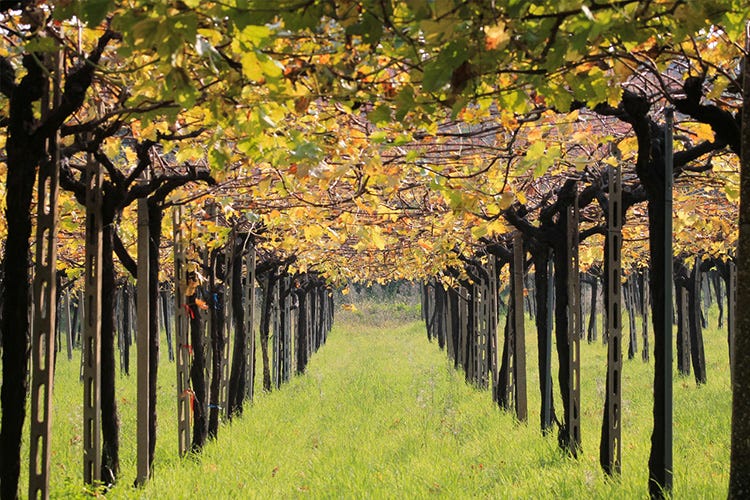 Cinque vini bio da Cantina Tollo La nuova linea dedicata alla natura
