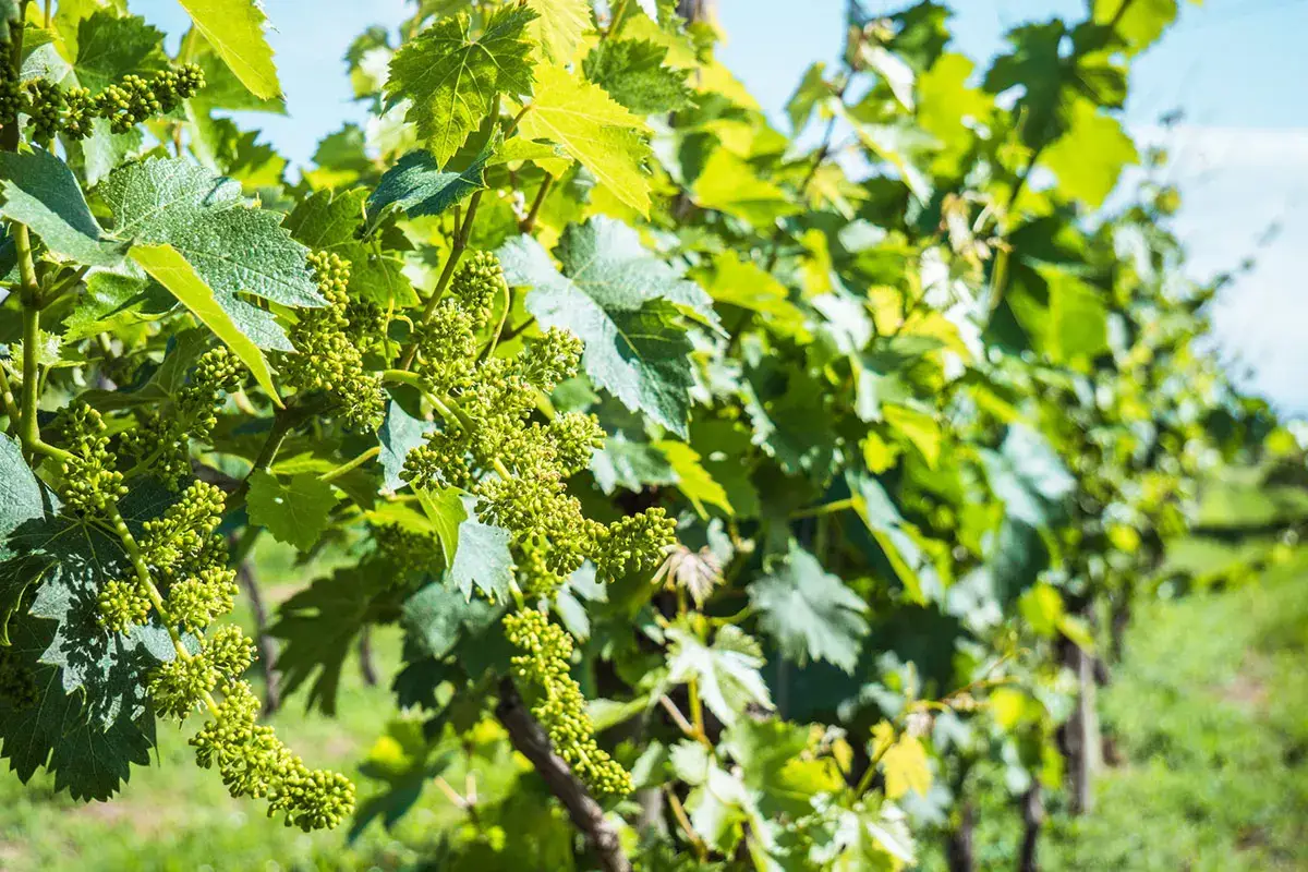 Lugana, da Cà Maiol esperienze sensoriali tra vino e natura