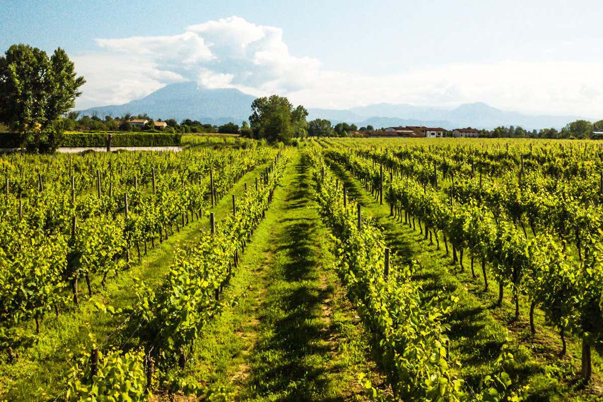 Lugana, da Cà Maiol esperienze sensoriali tra vino e natura