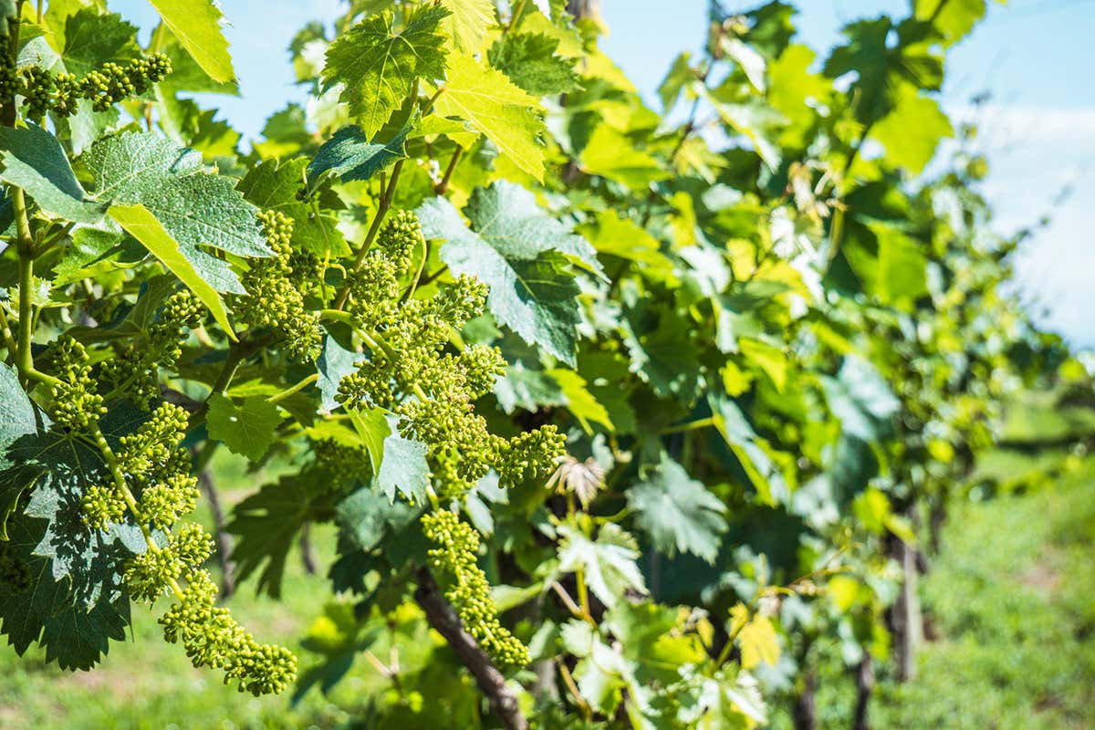 Lugana, da Cà Maiol esperienze sensoriali tra vino e natura