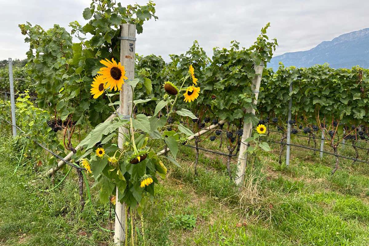 Vini Alto Adige, il nuovo disciplinare slitta al '24. Ma rimedia la vendemmia