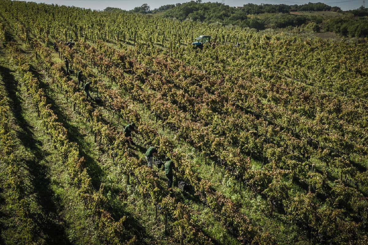 I vigneti attorno a Viterbo 