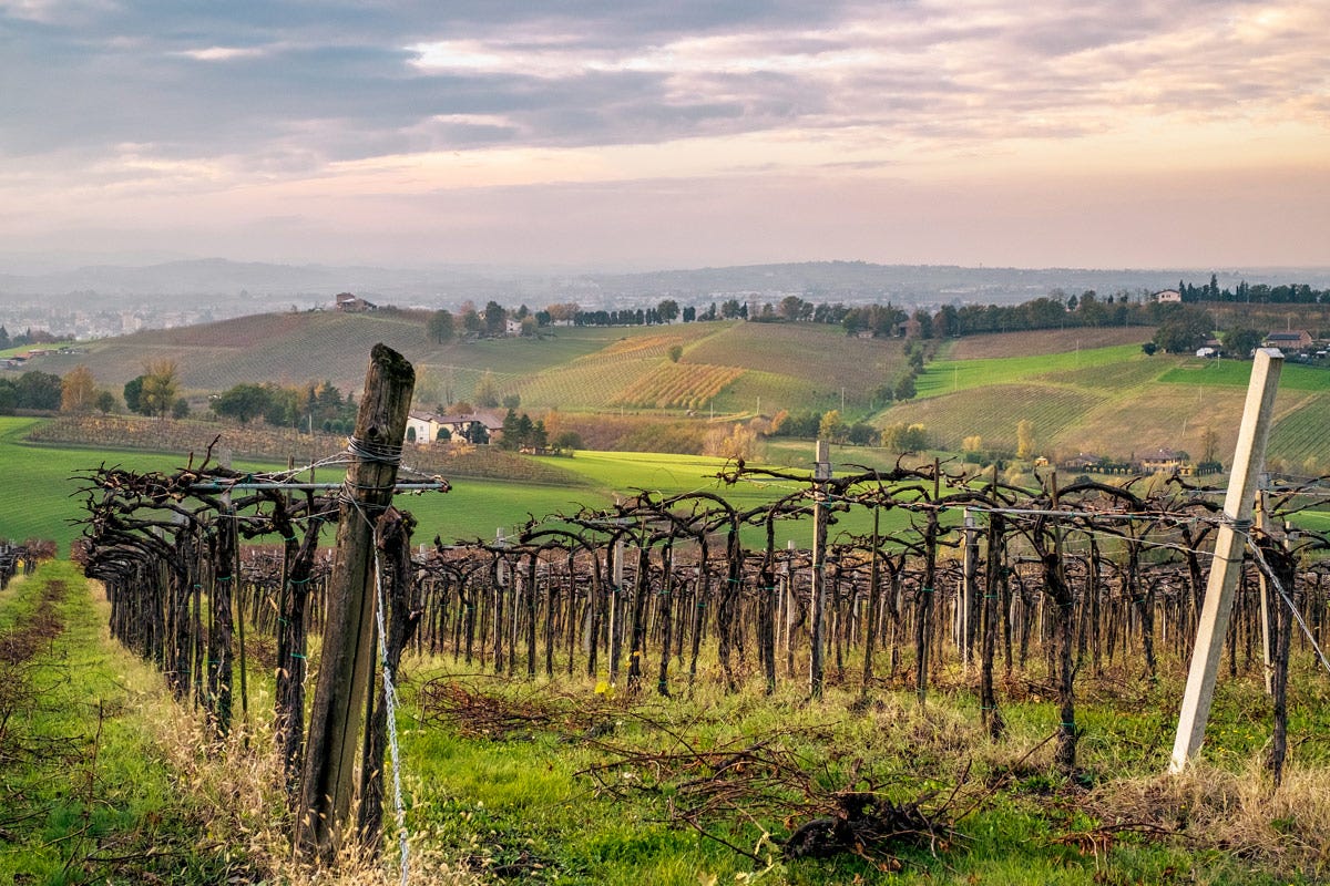 Ottimi segnali anche per il mercato legato all’enoturismo che è in forte crescita Emilia Romagna il vino ritorna a essere protagonista