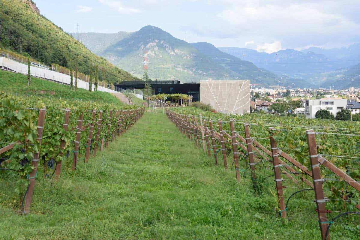 Ecco TAL, i nuovi vini top, cuvée bianco e rosso, di Cantina Bolzano