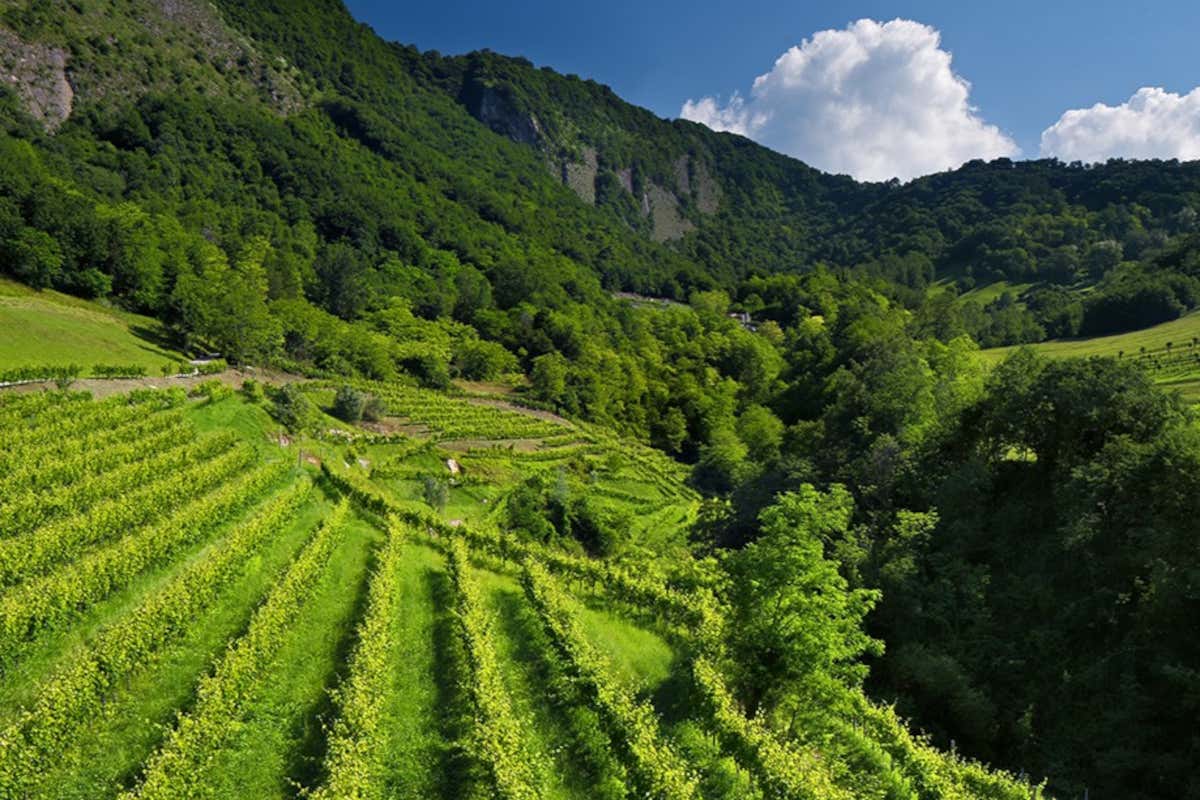 Il Prosecco? Non ha nulla da invidiare allo Champagne: parola di Sandro Bottega
