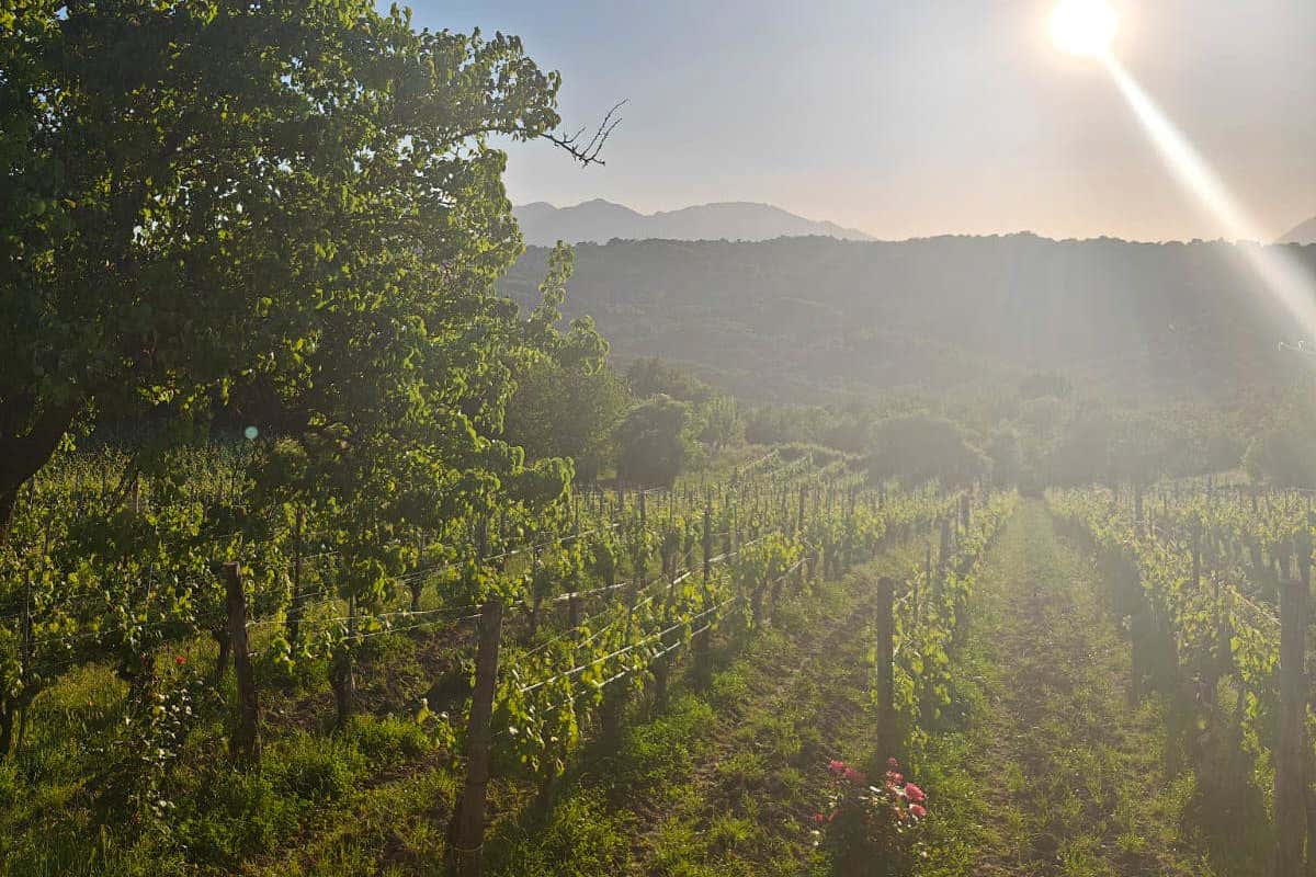 Il vino campano alla prova del mercato e alla sfida del futuro