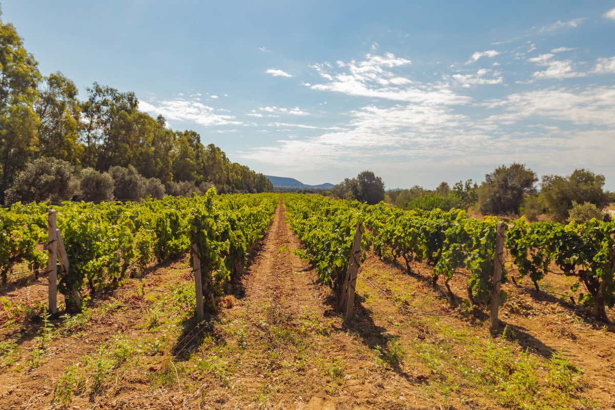 Assoenologi, a Cagliari il 77° congresso nazionale: ospite il ministro Lollobrigida
