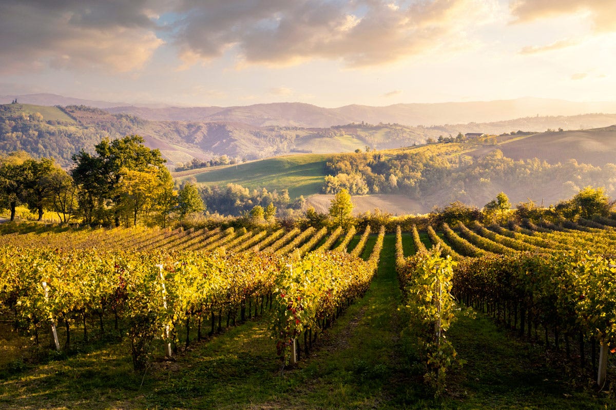 Il surplus di costi, a partire da energia e materie prime secche, sta impattando anche sui vigneti dell'Emilia Romagna Emilia Romagna il vino ritorna a essere protagonista